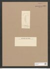 Diatomeae indet. Zeichnungen Sammlung Grunow Nr. 3324 (NHMW-BOT-W0370825)